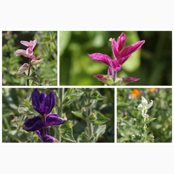 Salvia viridis Dusksalvie blanding - Buntschopf salvie tricolor