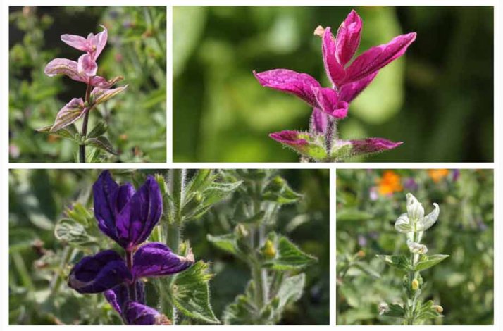 Salvia viridis Dusksalvie blanding - Buntschopf salvie tricolor