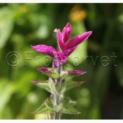 Salvia viridis Dusksalvie blanding - Buntschopf salvie tricolor