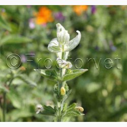 Salvia viridis Dusksalvie blanding - Buntschopf salvie tricolor