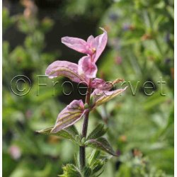 Salvia viridis Dusksalvie blanding - Buntschopf salvie tricolor