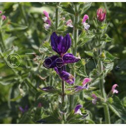 Salvia viridis Dusksalvie blanding - Buntschopf salvie tricolor