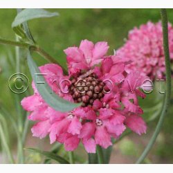 Scabiosa atropurpurea salmon pink - Enkeblomst (30 fr+ 30 overpacked)