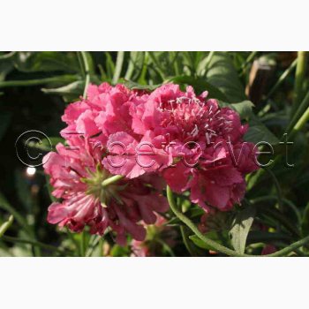 Scabiosa atropurpurea salmon pink - Enkeblomst (30 fr+ 30 overpacked)
