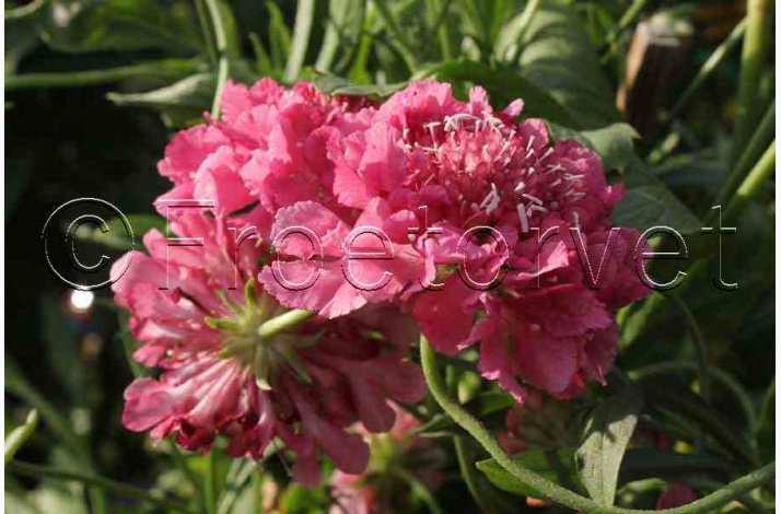 Scabiosa atropurpurea salmon pink - Enkeblomst (30 fr)