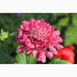 Scabiosa atropurpurea salmon pink - Enkeblomst (30 fr+ 30 overpacked)