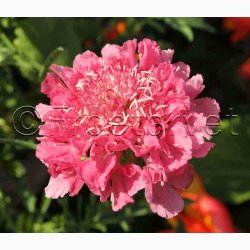 Scabiosa atropurpurea salmon pink - Enkeblomst (30 fr+ 30 overpacked)