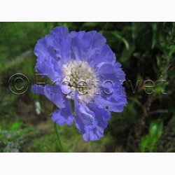Scabiosa caucasica perfecta -Skabiosa (ca. 50 fr)