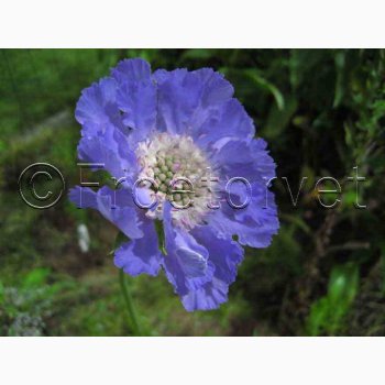 Scabiosa caucasica perfecta -Skabiosa (ca. 50 fr)