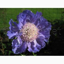 Scabiosa caucasica perfecta -Skabiosa (ca. 50 fr)