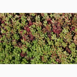 Sedum album � Hvid Stenurt - Fr� (ca. 500 stk.)