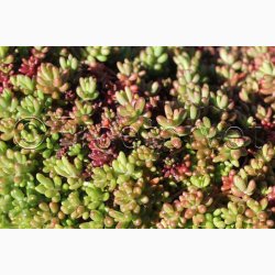 Sedum album � Hvid Stenurt - Fr� (ca. 500 stk.)