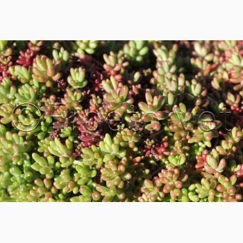 Sedum album � Hvid Stenurt - Fr� (ca. 500 stk.)