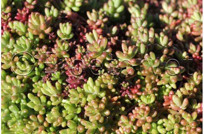 Sedum album � Hvid Stenurt - Fr� (ca. 500 stk.)