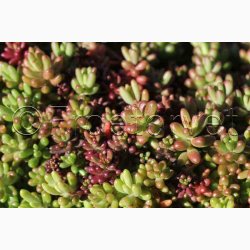 Sedum album � Hvid Stenurt - Fr� (ca. 500 stk.)