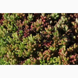 Sedum album � Hvid Stenurt - Fr� (ca. 500 stk.)