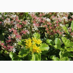 Sedum, blanding  Stenurt (min 250 fr)
