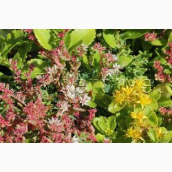 Sedum, blanding  Stenurt (min 250 fr)