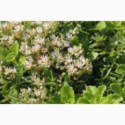 Sedum, blanding  Stenurt (min 250 fr)