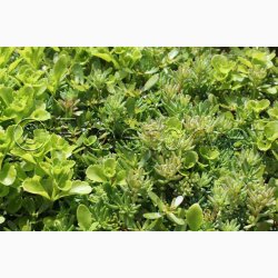 Sedum, blanding  Stenurt (min 250 fr)