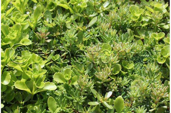 Stenurt � Sedum spp. � Blanding � Fr� (r�kker til ca. 250 planter)