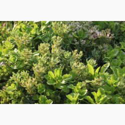 Sedum, blanding  Stenurt (min 250 fr)
