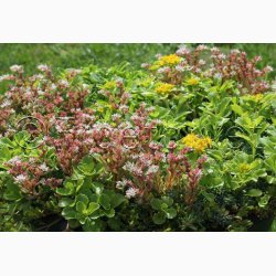 Sedum, blanding  Stenurt (min 250 fr)
