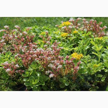 Sedum, blanding  Stenurt (min 250 fr)