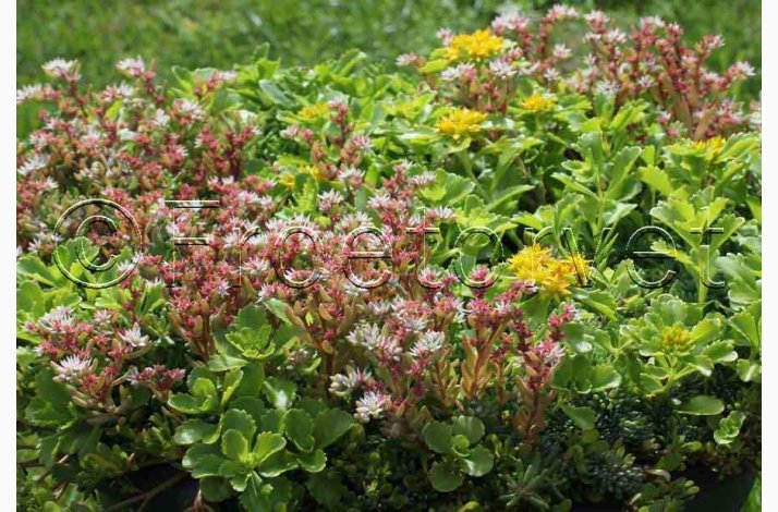 Sedum, blanding  Stenurt (min 250 fr)