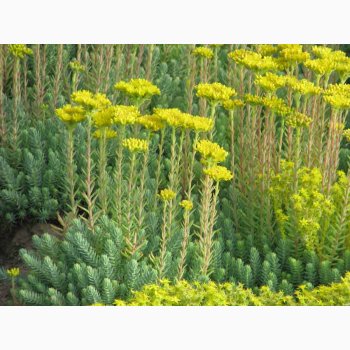 Sedum reflexum Tripmadam  Opstigende gulblomstrende Stenurt (ca 300 fr), kultivar af bjergstenurt