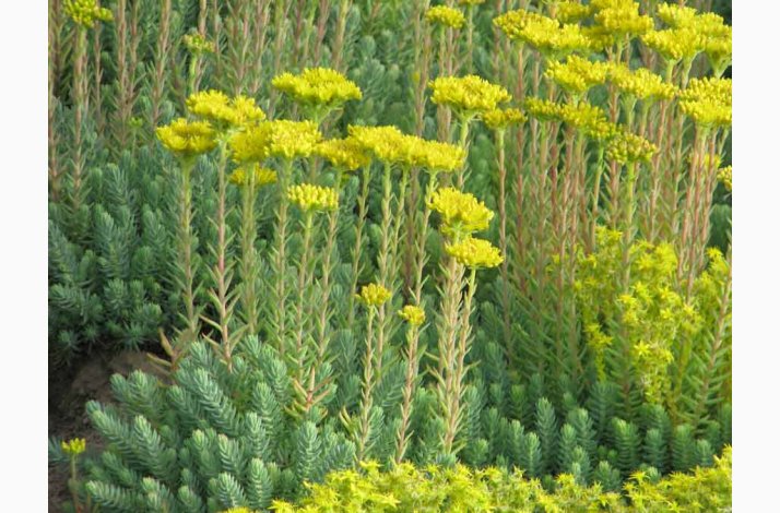 Sedum reflexum Tripmadam  Opstigende gulblomstrende Stenurt (ca 300 fr), kultivar af bjergstenurt