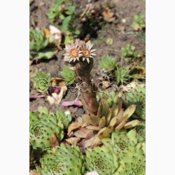 Husl�g � Sempervivum tectorum (vinterh�rdf�r) � Fr� (ca. 100 stk.)