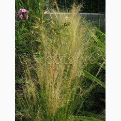 Grs, Pryd-, Silky Feathergrass (min 35 fr)
