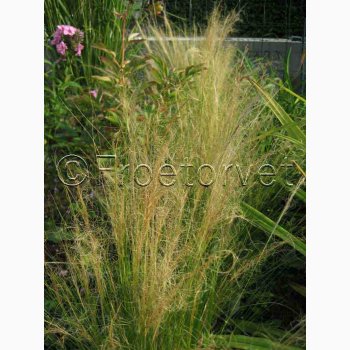 Grs, Pryd-, Silky Feathergrass (min 35 fr)