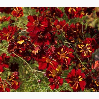 Sknhedsje, Farve-, Roulette