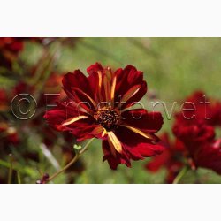 Sknhedsje, Farve-, Roulette