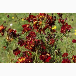 Sknhedsje, Farve-, Roulette