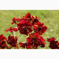 Sknhedsje, Farve-, Roulette