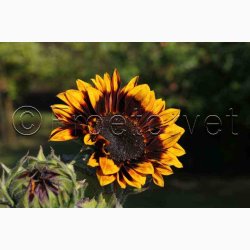 Solsikke Ms Mars (min. 40 fr)