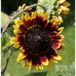 Solsikke Ms Mars (min. 40 fr)