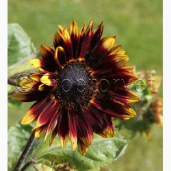 Solsikke Ms Mars (min. 40 fr)