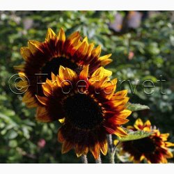 Solsikke Ms Mars (min. 40 fr)