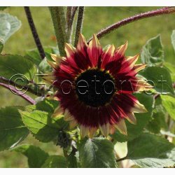 Solsikke Ms Mars (min. 40 fr)