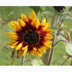 Solsikke Ms Mars (min. 40 fr)