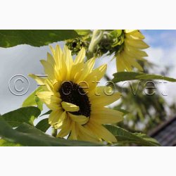 Solsikke, Zitronenprinz (min 25 fr)