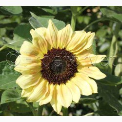 Solsikke, Zitronenprinz (min 25 fr)