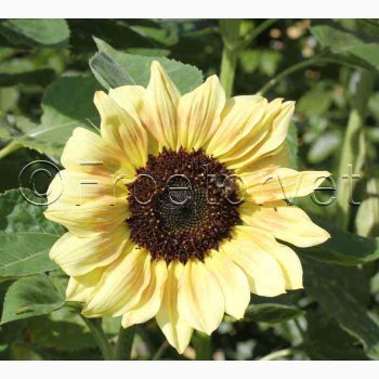 Solsikke, Zitronenprinz (min 25 fr)