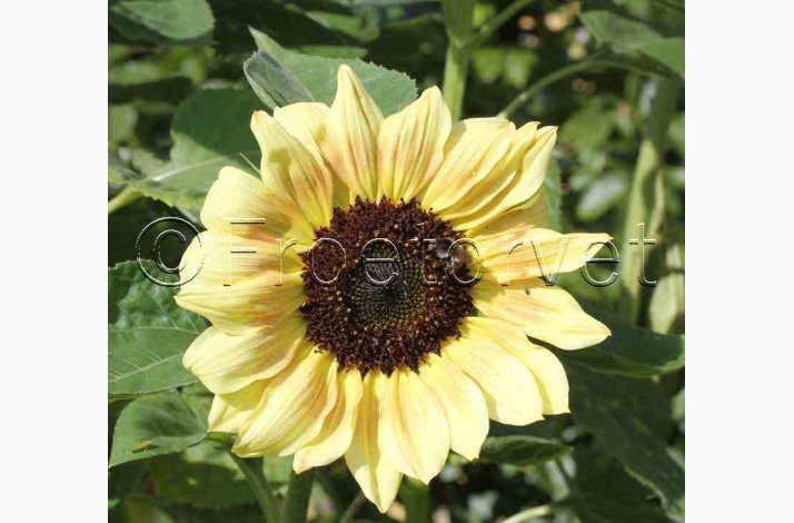 Solsikke, Zitronenprinz (min 25 fr)