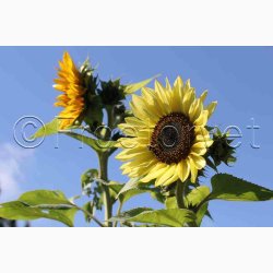 Solsikke, Zitronenprinz (min 25 fr)