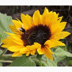 Solsikke pollenfri mix